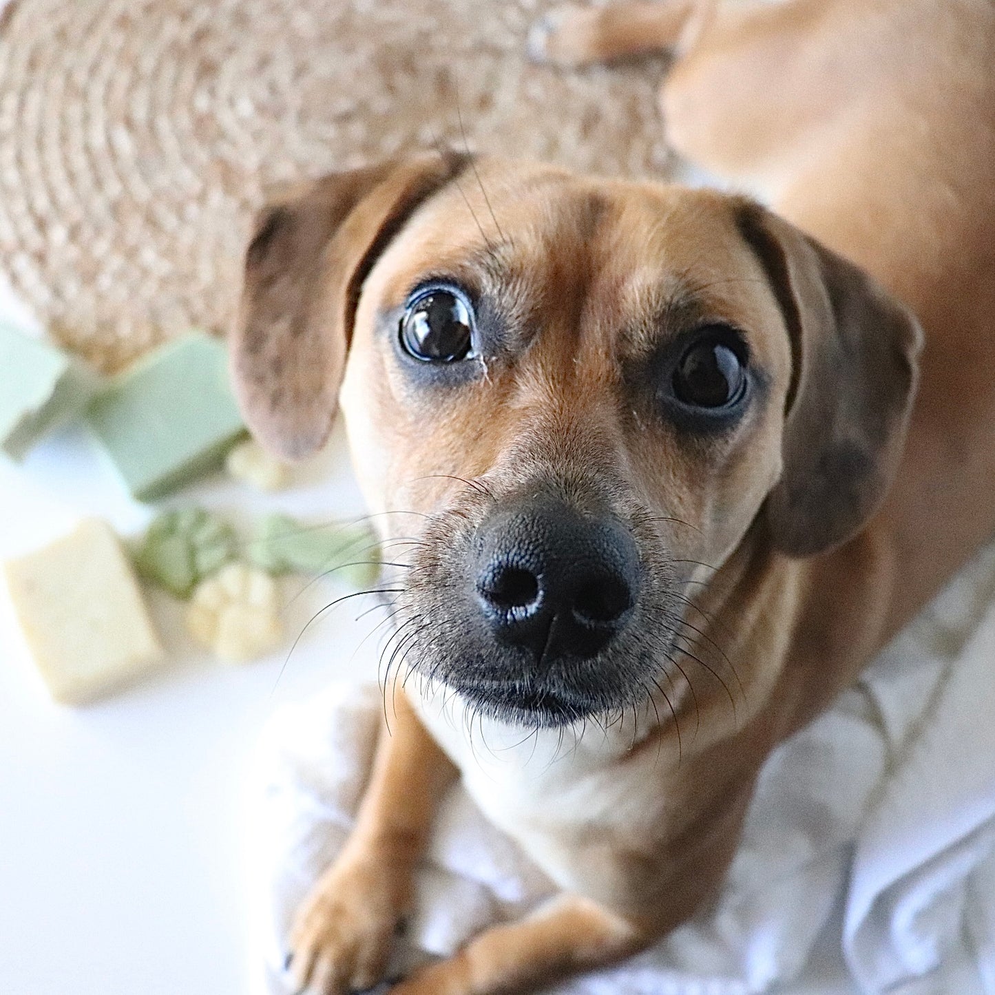 Clean Doggo